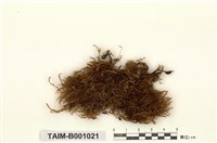 藏品(異貓尾苔)的圖片